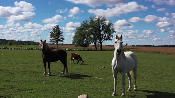 horses take interest in drone and it must ascend