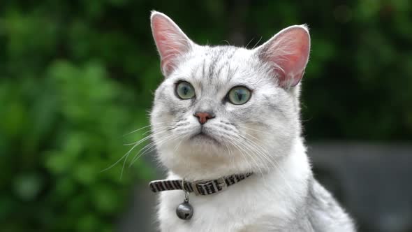 Close Up Of  Silver Cute Cat Looking On Green Grass 8