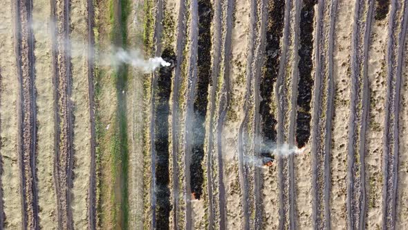Aerial top down view burning of stray rice paddy