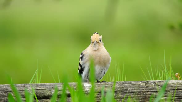 Eurasian Hoopoe