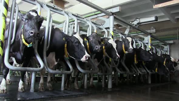 Cows Stand In The Stall During Milking On The Farm Factory