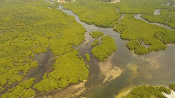 Mangrove Forest in Asia