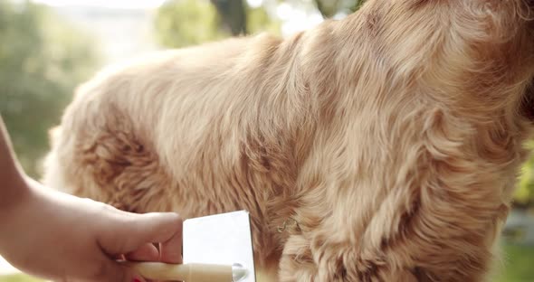 The Woman's Hand Combed the Dog with Combs