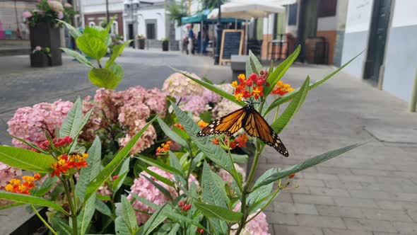 Nice 4k shot of the fantastic monarch butterfly. Lepidoptera ditrisio of the family Nymphalidae, sup