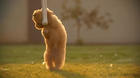 Little Puppy on Hind Legs Trying To Catch Big Bone Slow Motion