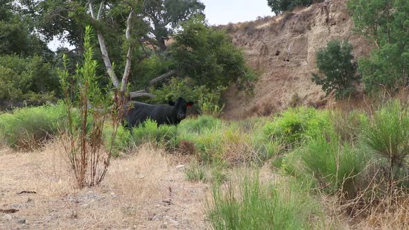 All black cow watches camera intently with green mustard plants surrounding her