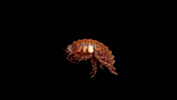 Amphipoda Brandtia Lata Under the Microscope, Family Acanthogammaridae