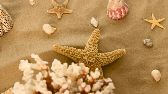 Coral, Seashells, Starfish on the Sand, Rotation, Closeup