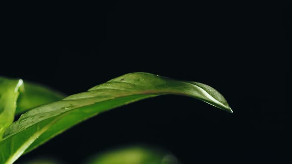 Water Drop Falling on Basil Plant Leaf Black Background