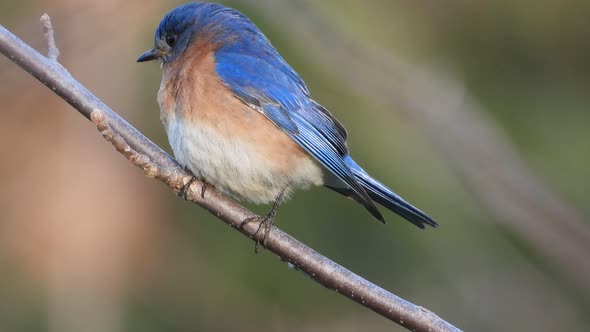 Eastern bluebird perched on a twig, Majestic colorful bird, Close up Shot