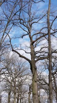 Vertical Video of the Forest with Trees Without Leaves Slow Motion