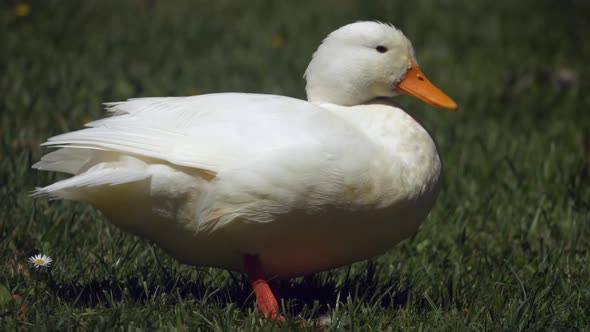 Young white duck in grass has itching and scratching with his beak,close up