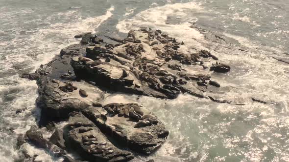 Aerial view of seal colony.