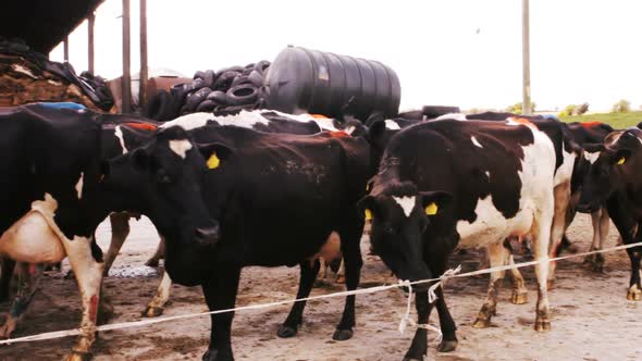 Herd of cattles walking