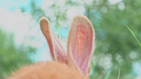 Portrait of a Funny Red Rabbit on a Green Young Juicy Grass in the Spring Season in the Garden with