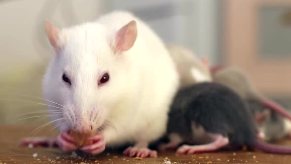 Close-up of domestic white pet rat eating bread.