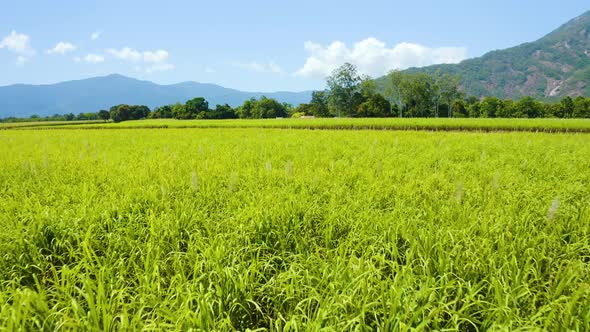 Aerial, Beautiful View On Sugar Cane Plantation  In Cairns, Queensland, Australia