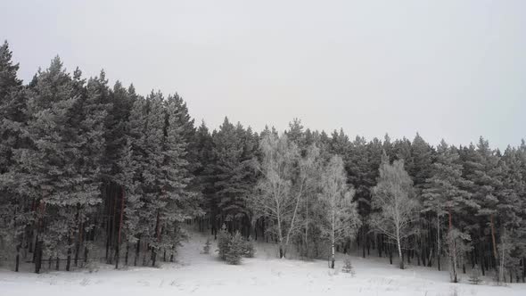 Frosty Trees