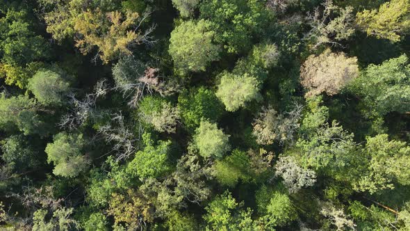 Aerial View of Trees in the Forest. Ukraine