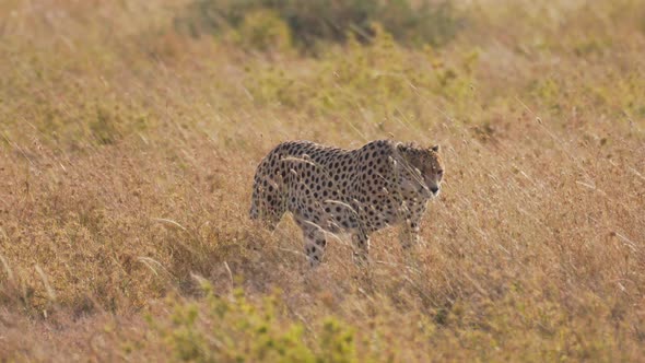 Isolated cheetah walking forward in slow motion in the middle of the savanna. Cinematic and epic sho