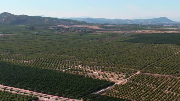 Green Citrus Farm Crop Fields In Meditarranean Near Algorfa, Spain.