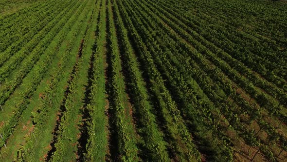 Rows of Vineyard Aerial