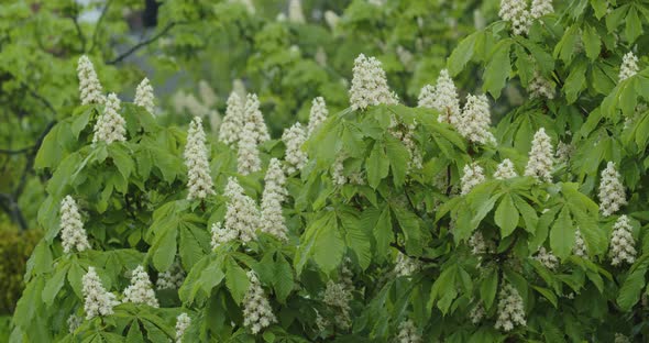 White Chestnuts Bloomed