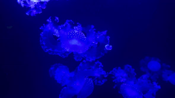 Jelly Blubber Jellyfish Shiny Vibrant Fluorescent Jellyfish Glow Underwater Dark Neon Dynamic