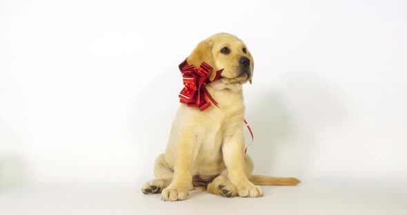 Yellow Labrador Retriever, Puppy offered as a Gift on White Background, yawning, Normandy