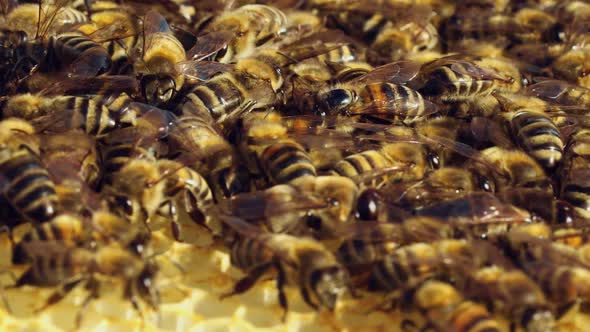 Macro Shot of Bees Swarming on a Honeycomb