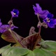 Time Lapse of Growing and Opening Purple Saintpaulia African Violet - VideoHive Item for Sale