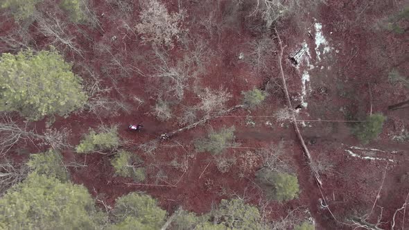 Cyclists are riding through pine tree forest on empty road, aerial top drone view