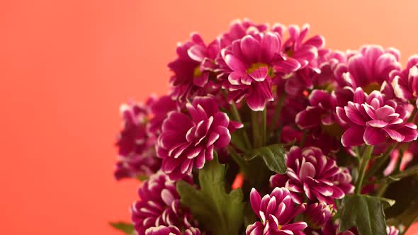 close-up of a bouquet of chrysanthemums rotates. 