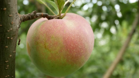 Ripe Juicy Appetizing Apple Hangs on a Branch in the Garden