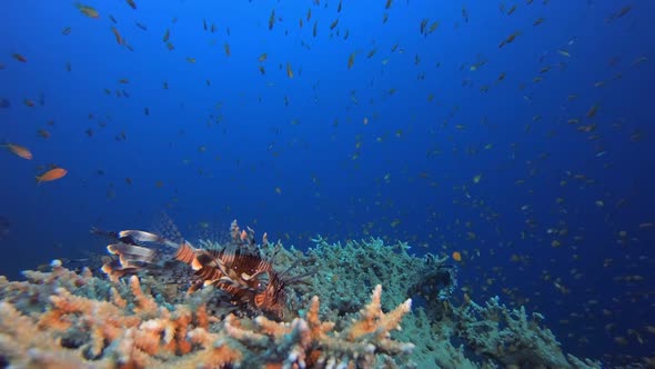 Tropical Reef Underwater Life Lionfish