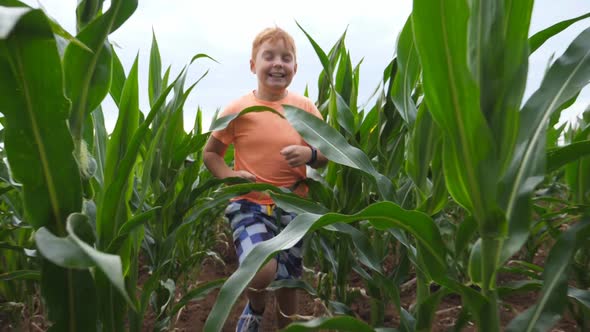 Happy Small Child Running To the Camera Through Corn Field at Overcast Day. Cute Little Red-haired