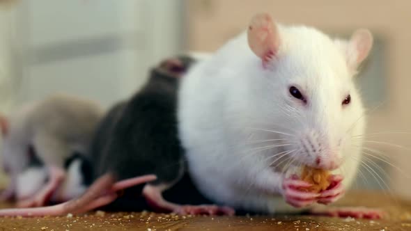 Closeup of Domestic White Pet Rat Eating Bread