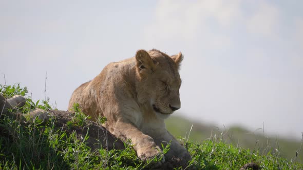 African Lion Sleeping Lying On The Grass In The Savannah