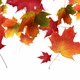 Maple Leaves  Transitions - VideoHive Item for Sale