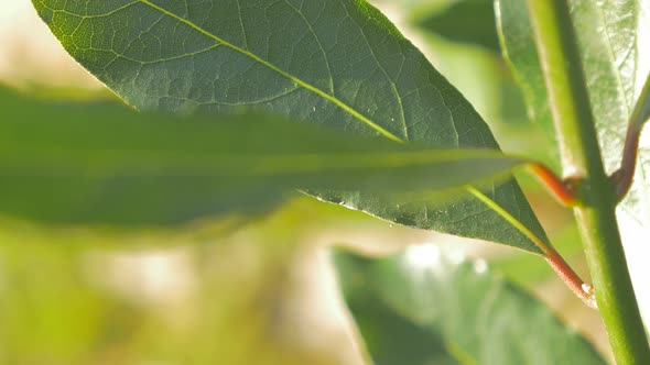 Laurus nobilis laurel outdoor  tree green leaves  natural  4K 2160p UHD footage - Laurel slow pannin