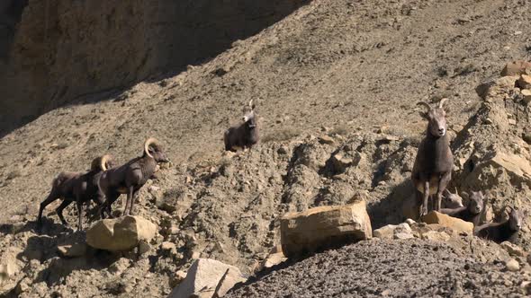 Rocky Mountain Bighorn Sheep in Green River Utah