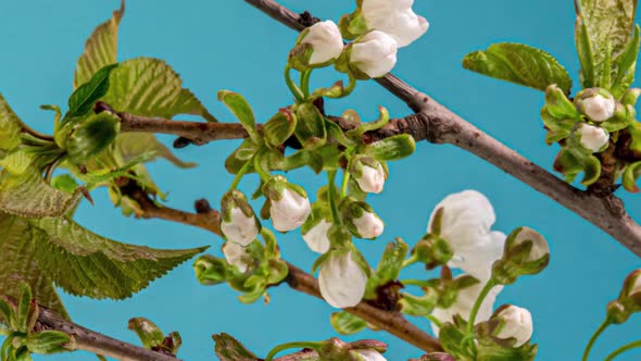 Blossoming Apple-tree Time Lapse on Blue Background
