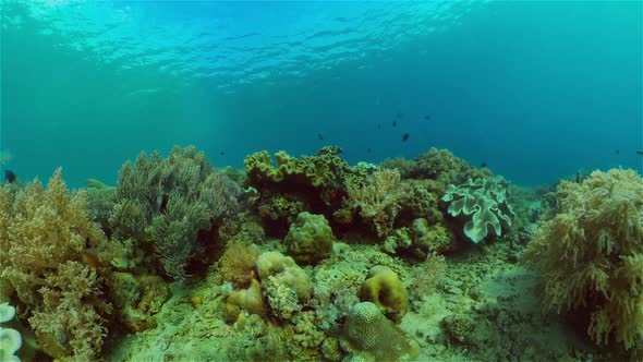 Coral Reef and Tropical Fish Underwater. Philippines