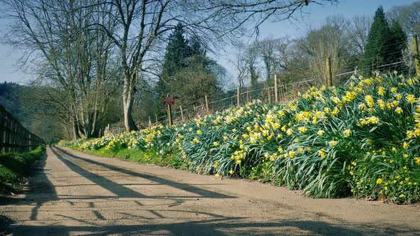 Rural Road By House With Flowers On Sunny Day