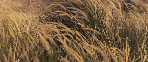 Golden weeds slowly swaying in the wind