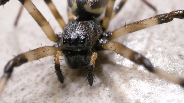 Spider Moves Slowly alt