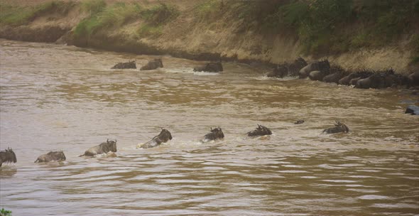 Gnus herd crossing a river