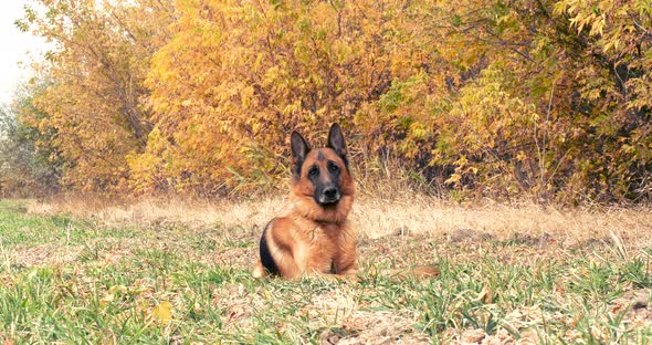 Purebred German Shepherd Dog Resting in Dry Grass Near the Forest