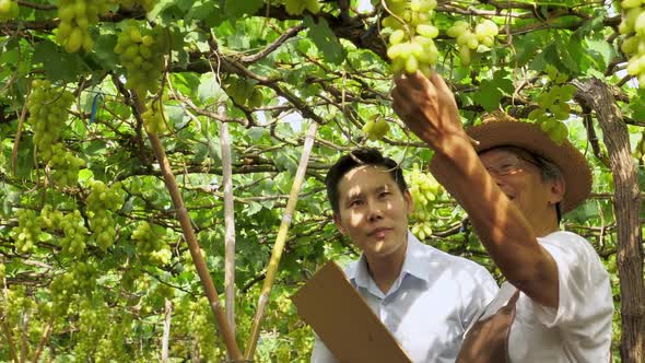 Senior farmer and young businessman checking quality of grapes in the vineyard