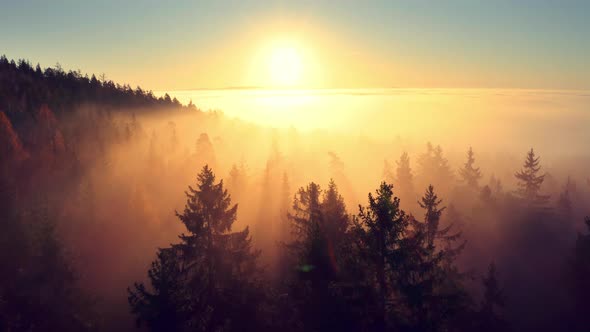Epic aerial drone shot of a foggy, moody and misty autumn morning forest with sunrays at sunrise